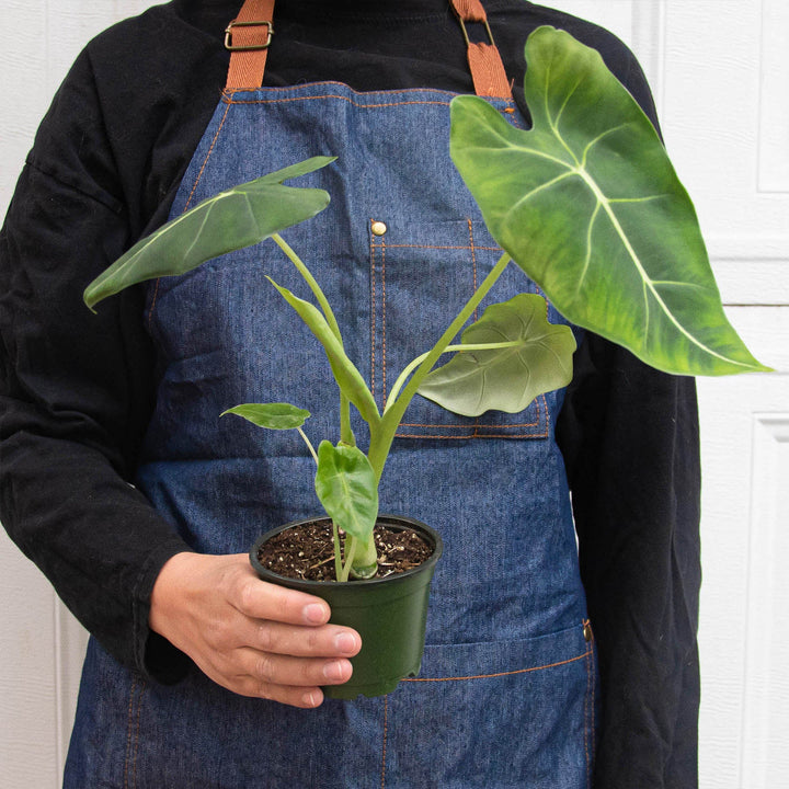 Alocasia Micholitziana 'Frydek' by House Plant Shop