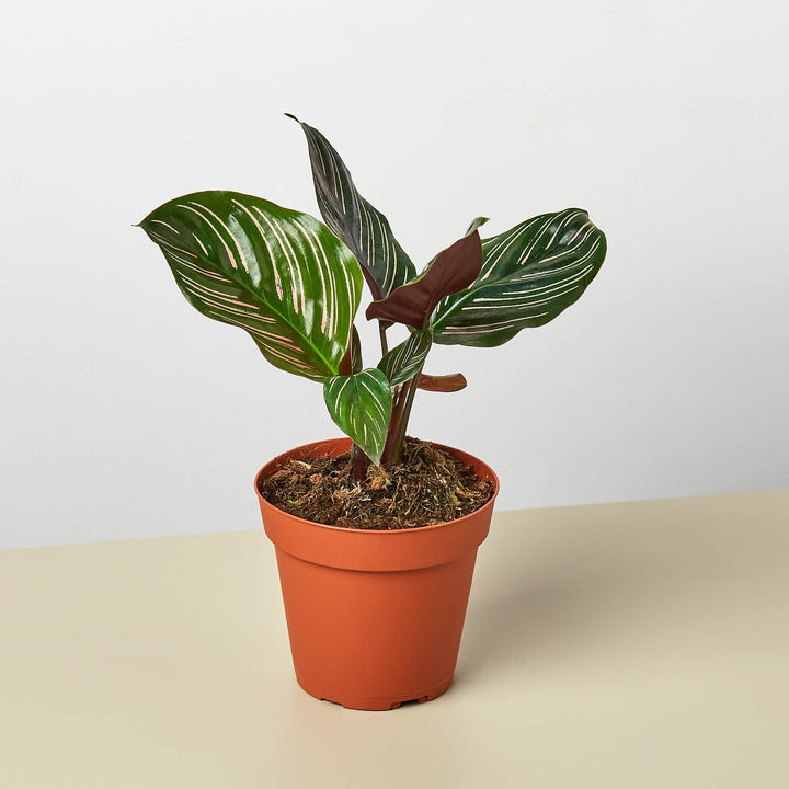 Calathea 'Ornata' by House Plant Shop
