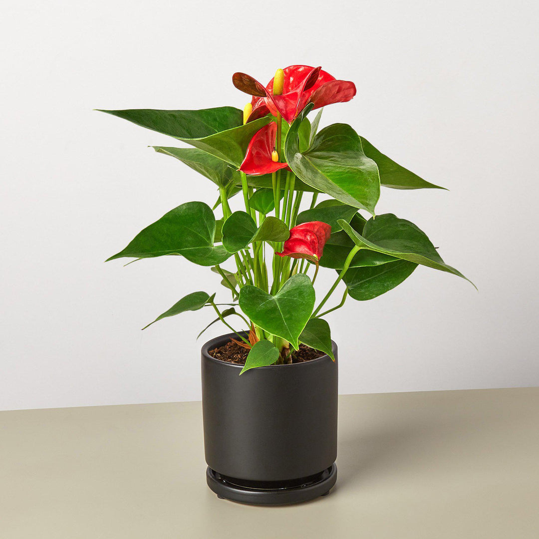 Anthurium 'Red' by House Plant Shop