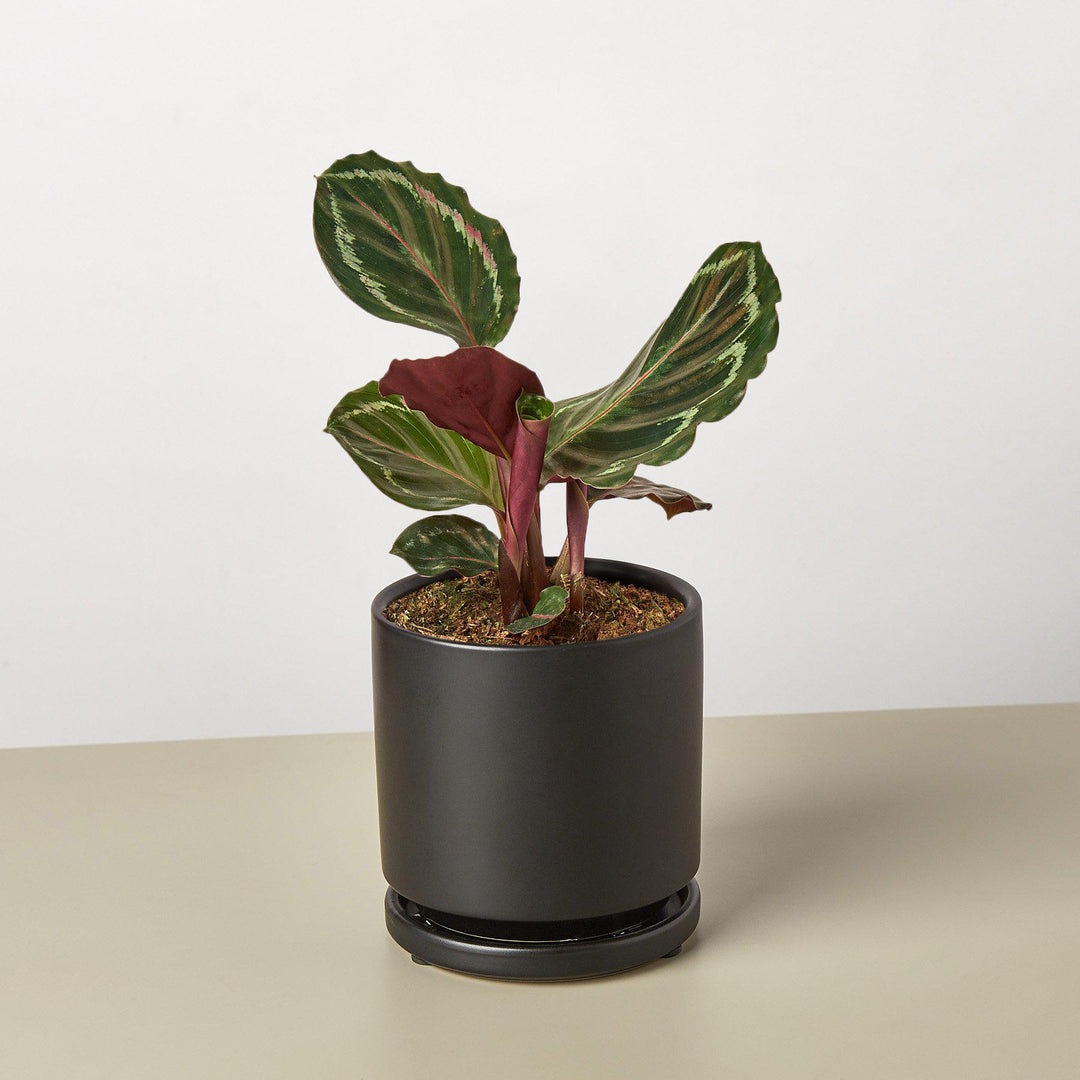 Calathea Roseopicta 'Medallion' by House Plant Shop