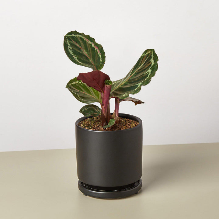 Calathea Roseopicta 'Medallion' by House Plant Shop