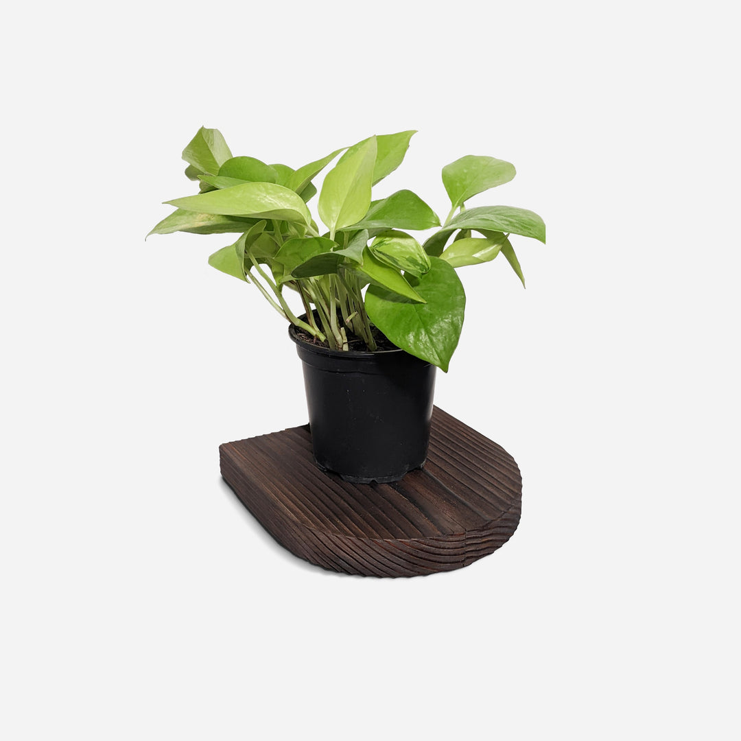 Rainbow Plant Shelf by Formr