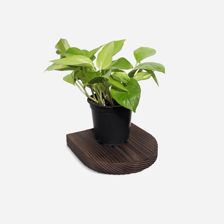 Rainbow Plant Shelf by Formr