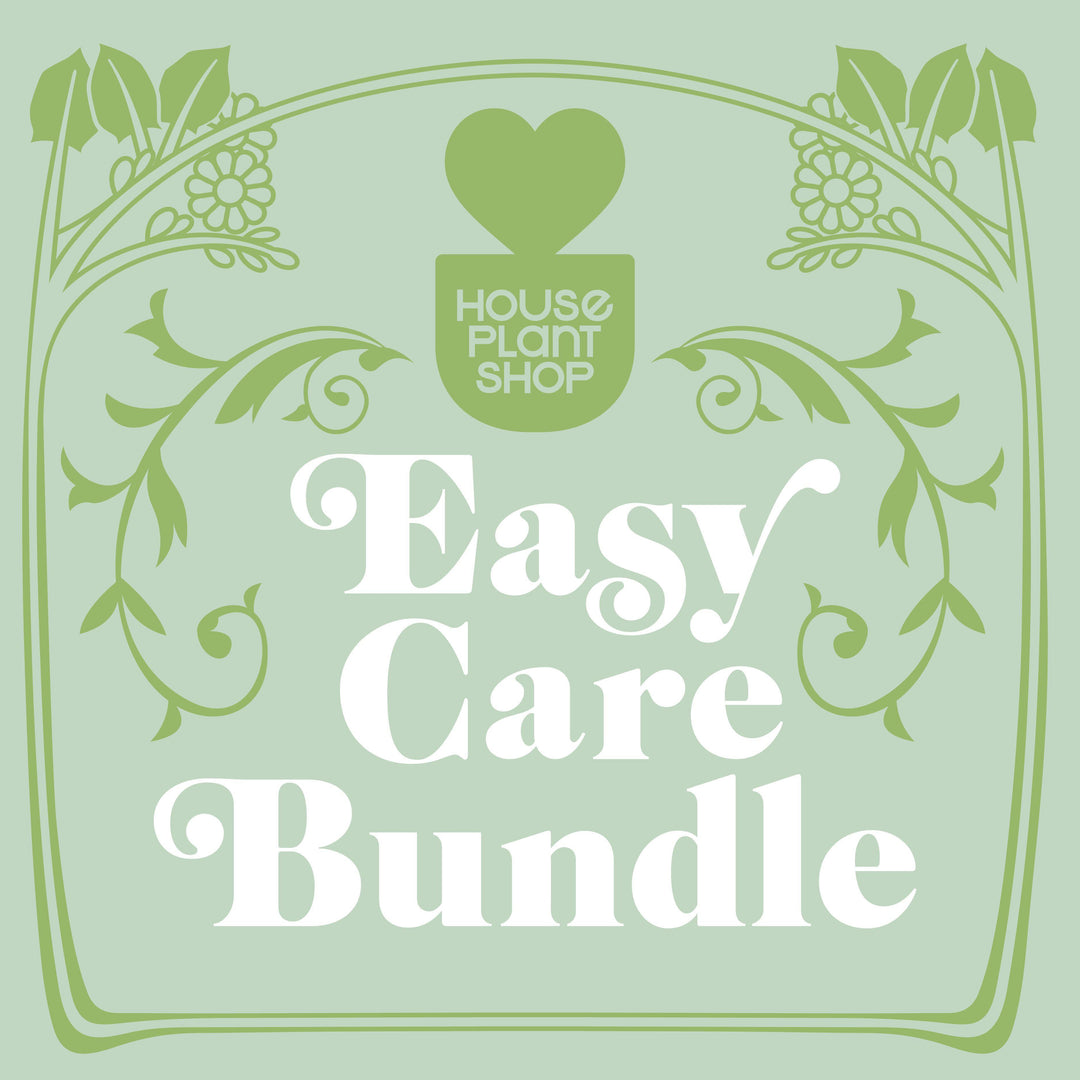 Easy Care Variety Bundle by House Plant Shop